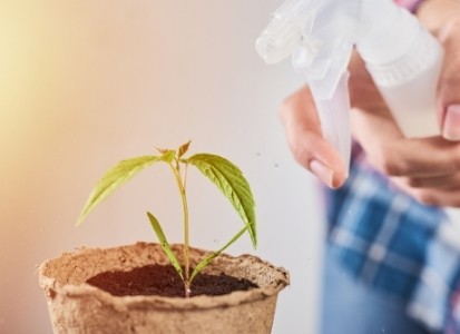 Perhatikan penyiraman